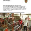 Ternak Ayam di Halaman Rumah, 8 Ibu di Samarinda Raup Rp500 Ribu Sebulan , Wawali Langsung Tinjau