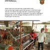 Ternak Ayam di Halaman Rumah, 8 Ibu di Samarinda Raup Rp500 Ribu Sebulan , Wawali Langsung Tinjau